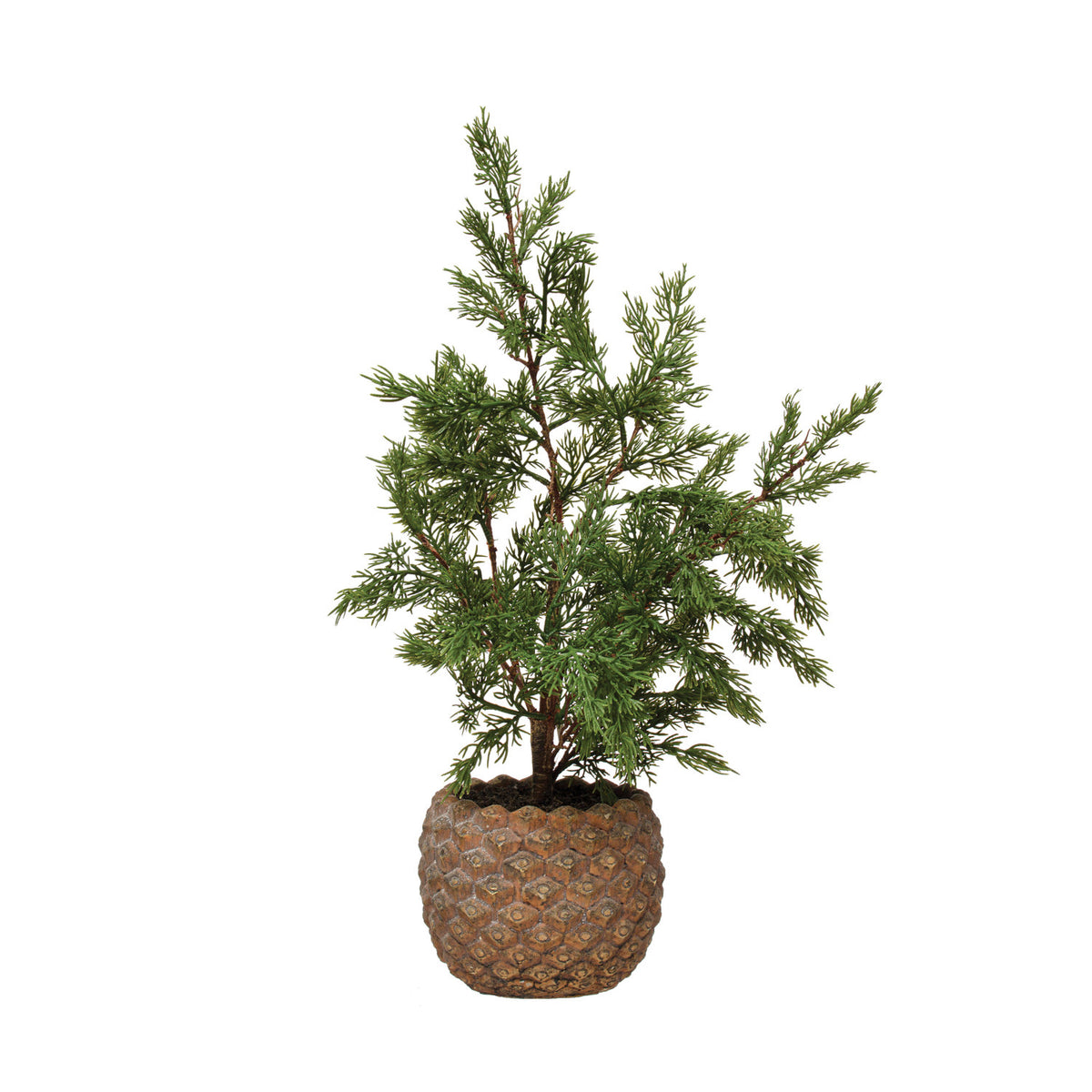 Cypress Tree in Pinecone Pot give.